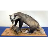 Taxidermy: 20th century European Badger (meles meles), full mount bearing teeth on open display, up