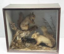 Taxidermy: Victorian cased pair of red squirrels (Sciurus vulgaris), in naturalistic setting detaile