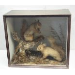 Taxidermy: Victorian cased pair of red squirrels (Sciurus vulgaris), in naturalistic setting detaile