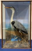 Taxidermy: Early 20th century cased Grey Heron (Ardea cinerea), in naturalistic setting with grasses