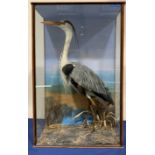 Taxidermy: Early 20th century cased Grey Heron (Ardea cinerea), in naturalistic setting with grasses