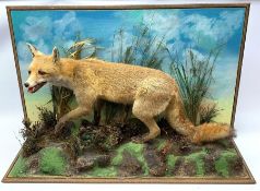 Taxidermy: red fox (Vulpes vulpes), full mount on open display in naturalistic setting upon rocky mo