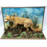 Taxidermy: red fox (Vulpes vulpes), full mount on open display in naturalistic setting upon rocky mo