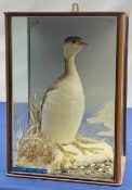 Taxidermy: Victorian cased Slavonian Grebe (Podiceps aritus), in naturalistic setting with snow cove