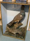 Taxidermy: Victorian cased pair of Capercaillie (Tetrao urogallus), hen and cock birds, in naturalis