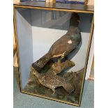 Taxidermy: Victorian cased pair of Capercaillie (Tetrao urogallus), hen and cock birds, in naturalis