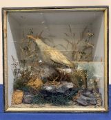 Taxidermy: Victorian cased Water Rail in naturalistic setting standing upon a rocky section and deta