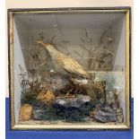 Taxidermy: Victorian cased Water Rail in naturalistic setting standing upon a rocky section and deta