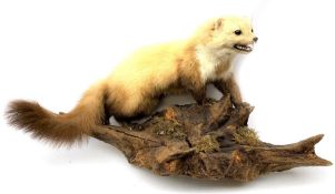 Taxidermy: Polecat (Mustela putorius), full mount on open display upon naturalistic wooden base deta