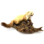 Taxidermy: Polecat (Mustela putorius), full mount on open display upon naturalistic wooden base deta