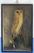 Taxidermy: Early 20th century cased Barn Owl (Tito alba), and finch, in naturalistic setting, perche