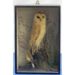 Taxidermy: Early 20th century cased Barn Owl (Tito alba), and finch, in naturalistic setting, perche