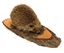 Taxidermy: 20th century Common Garden Hedgehog (Erinaceinae), full mount on open display upon tree t