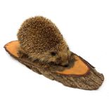 Taxidermy: 20th century Common Garden Hedgehog (Erinaceinae), full mount on open display upon tree t