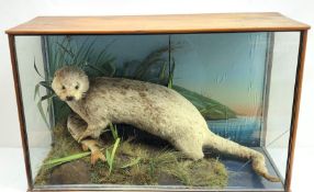 Taxidermy: Edwardian cased otter (Lutra lutra), standing over a fish, in naturalistic setting with g