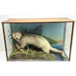 Taxidermy: Edwardian cased otter (Lutra lutra), standing over a fish, in naturalistic setting with g