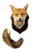 Taxidermy: Red fox mask (Vulpes vulpes), with mouth agape bearing teeth, mounted upon wooden shield,