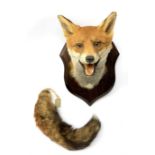 Taxidermy: Red fox mask (Vulpes vulpes), with mouth agape bearing teeth, mounted upon wooden shield,