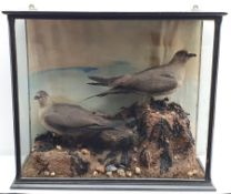 Taxidermy: Victorian cased pair of Artic Skua, in naturalistic setting upon rocky round detailed wit