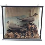 Taxidermy: Victorian cased pair of Artic Skua, in naturalistic setting upon rocky round detailed wit