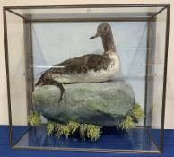 Taxidermy: 20th century Cased Red Throated Diver (Gavia stellata), mounted upon a simulated rock det