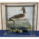 Taxidermy: 20th century Cased Red Throated Diver (Gavia stellata), mounted upon a simulated rock det