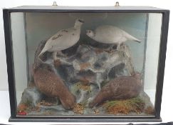 Taxidermy: Victorian cased display, four Grouse/Rock Ptarmigan, (Lagopus muta), in naturalistic sett