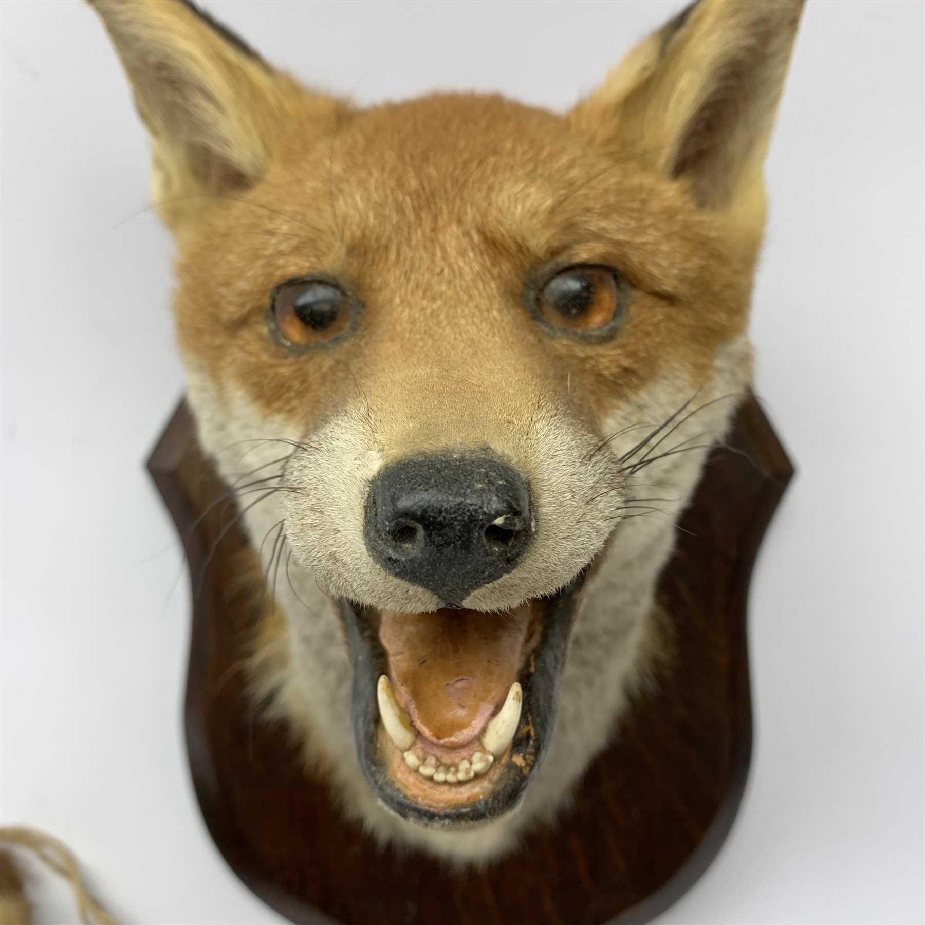 Taxidermy: Red fox mask (Vulpes vulpes), with mouth agape bearing teeth, mounted upon wooden shield, - Image 2 of 2