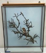 Taxidermy: A 20th century cased Hawfinch (Coccothraustes coccothraustes), full adult male mount perc