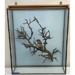 Taxidermy: A 20th century cased Hawfinch (Coccothraustes coccothraustes), full adult male mount perc