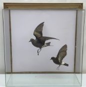 Taxidermy: 20th century cased pair of Storm Petrels (Oceanodroma furcata), mounted in flight, set ag