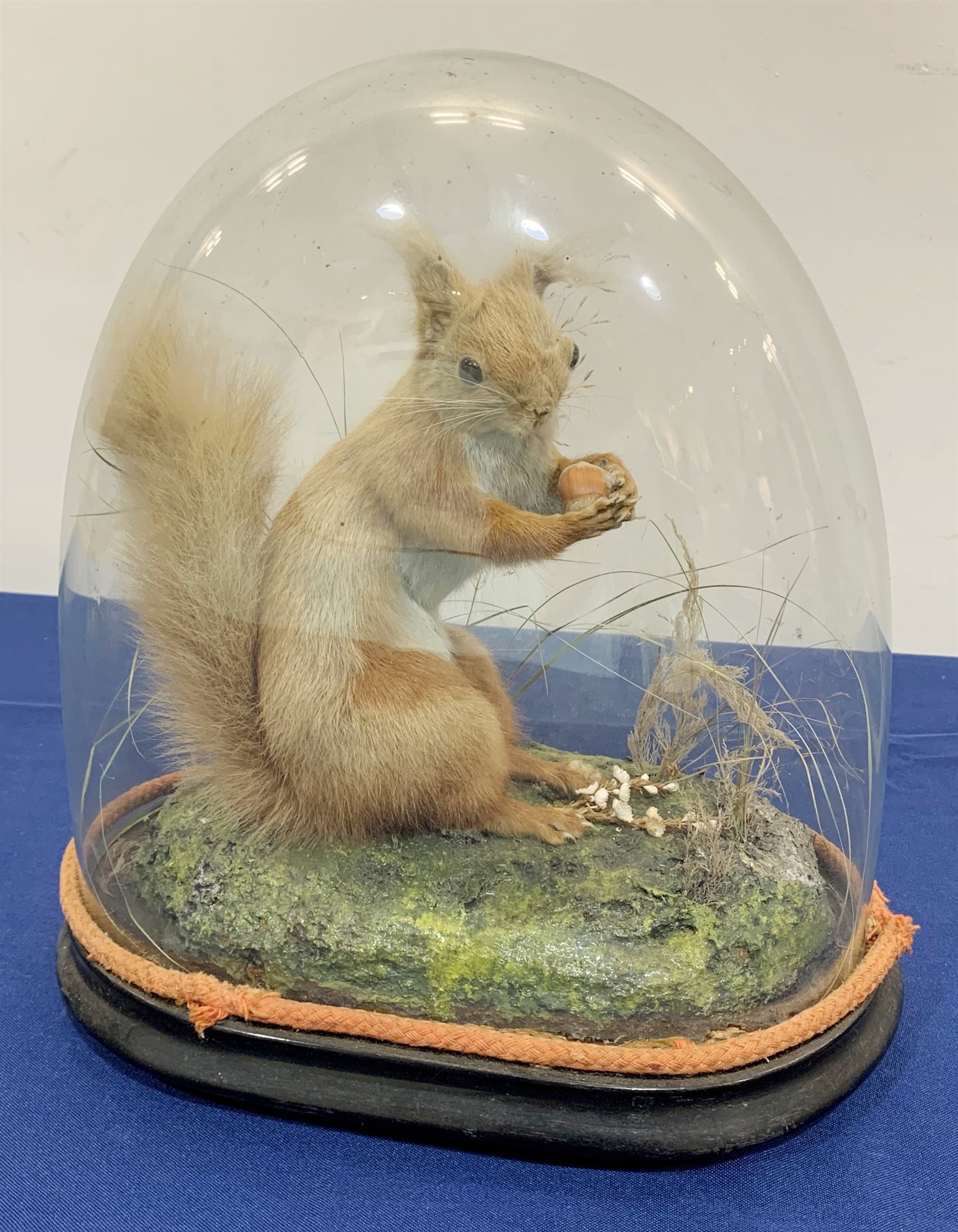 Taxidermy: A Victorian cased Red Squirrel (Sciurus vulgaris), full mount holding a hazelnut, upon na