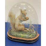 Taxidermy: A Victorian cased Red Squirrel (Sciurus vulgaris), full mount holding a hazelnut, upon na