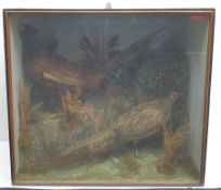 Taxidermy: A Victorian pair of pheasants (Phasianus colchicus), hen and cock, in naturalistic settin