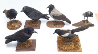 Taxidermy: Jackdaw, Crow or Juv Rook, Hooded Crow, two Carrion Crows and a Magpie, full mounts on op