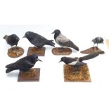 Taxidermy: Jackdaw, Crow or Juv Rook, Hooded Crow, two Carrion Crows and a Magpie, full mounts on op