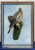 Taxidermy: 20th century cased common wood pigeon (Columba palumbus), full mount perched upon branch