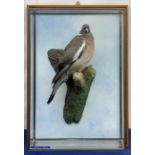 Taxidermy: 20th century cased common wood pigeon (Columba palumbus), full mount perched upon branch