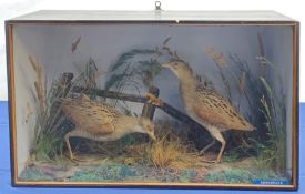 Taxidermy: Victorian cased pair of Corncrakes (Crex crex), in naturalistic setting with moss, and lo