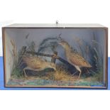 Taxidermy: Victorian cased pair of Corncrakes (Crex crex), in naturalistic setting with moss, and lo