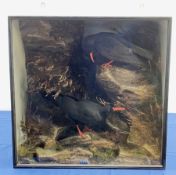 Taxidermy: Victorian cased pair of Cornish Choughs (Pyrrhocorax pyrrhocorax), in naturalistic settin