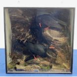 Taxidermy: Victorian cased pair of Cornish Choughs (Pyrrhocorax pyrrhocorax), in naturalistic settin