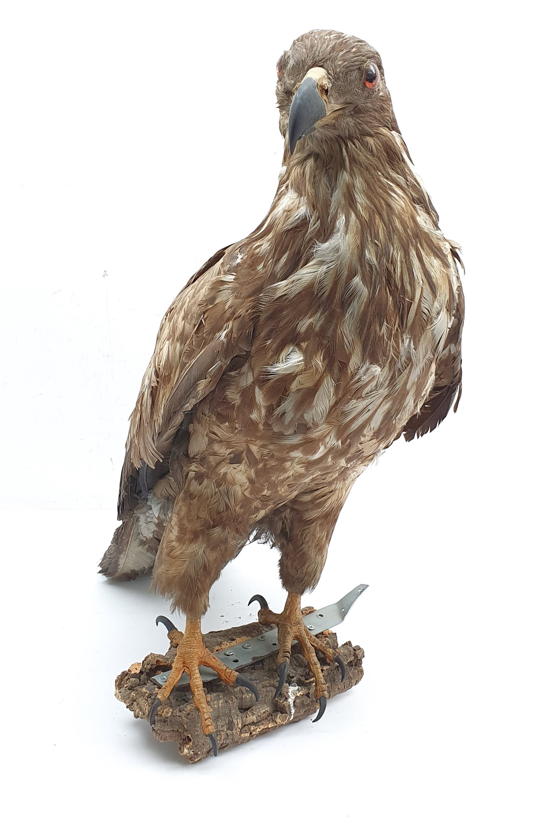 Taxidermy: Large Golden Eagle (Aquila chrysaetos) circa 1920, mounted on open display with naturalis