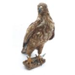 Taxidermy: Large Golden Eagle (Aquila chrysaetos) circa 1920, mounted on open display with naturalis