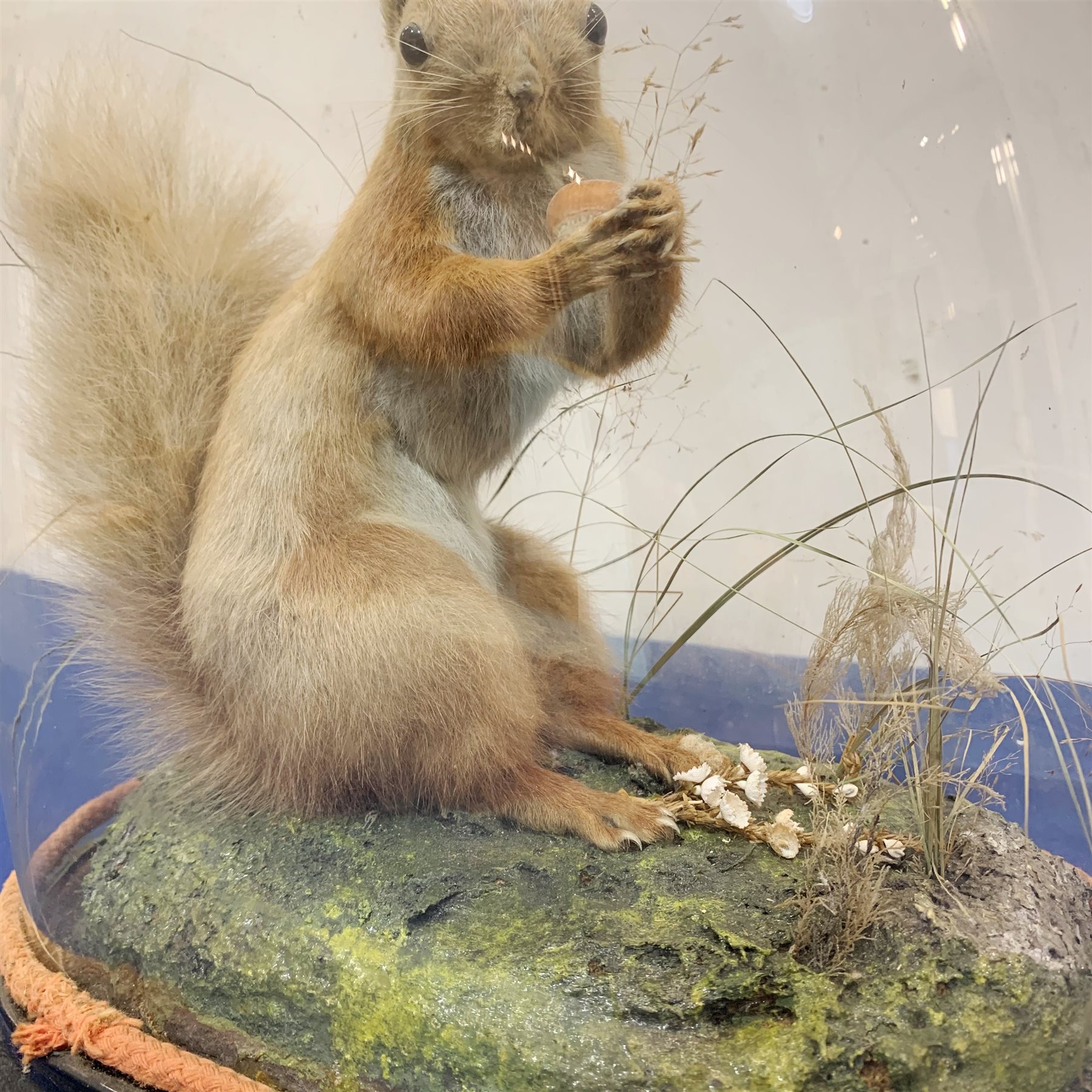 Taxidermy: A Victorian cased Red Squirrel (Sciurus vulgaris), full mount holding a hazelnut, upon na - Image 3 of 3