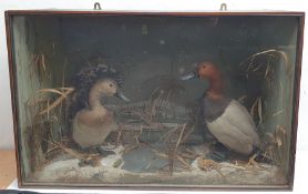 Taxidermy: Victorian cased pair of Pochard (Aythya ferina), in naturalistic winter setting with snow