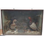 Taxidermy: Victorian cased pair of Pochard (Aythya ferina), in naturalistic winter setting with snow