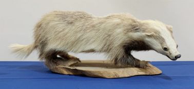 Taxidermy: Erythristic Badger (meles meles), full mount on open display, upon tree trunk section bas