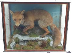 Taxidermy: Victorian cased red fox (Vulpes vulpes), in naturalistic setting, full mount upon rocky o