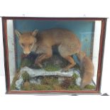 Taxidermy: Victorian cased red fox (Vulpes vulpes), in naturalistic setting, full mount upon rocky o